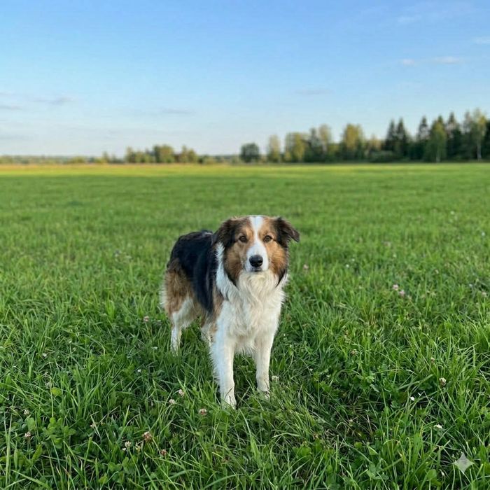 Oddam psa w dobre ręce