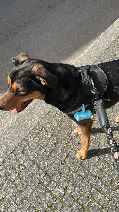 Cão (para adoçao)