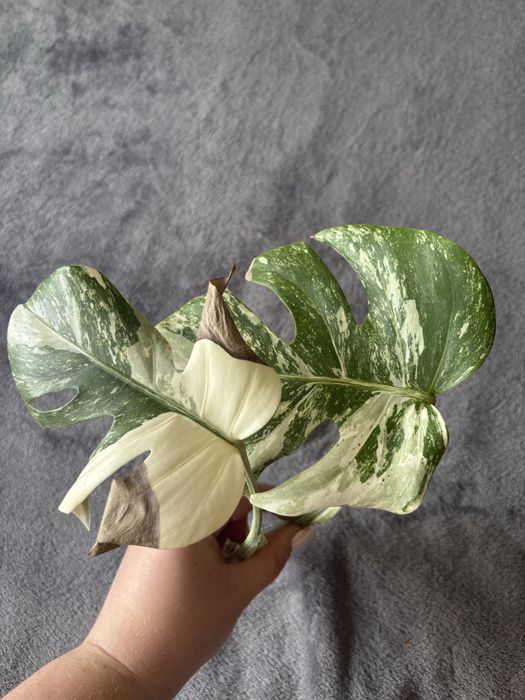 Monstera Variegata