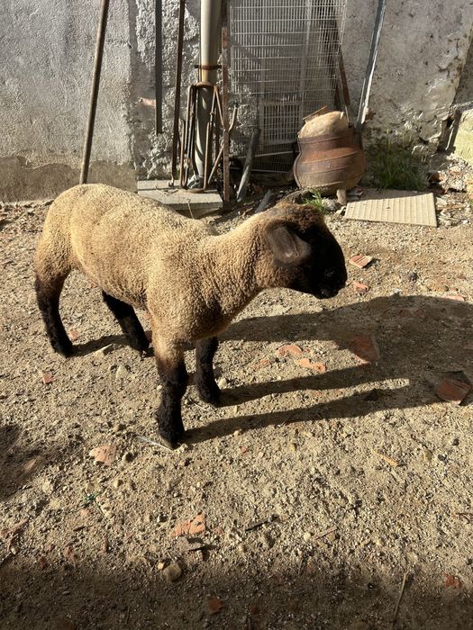 Animais de quinta
