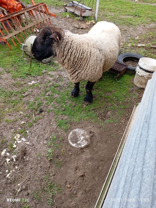 Vendo carneiro sulfocks