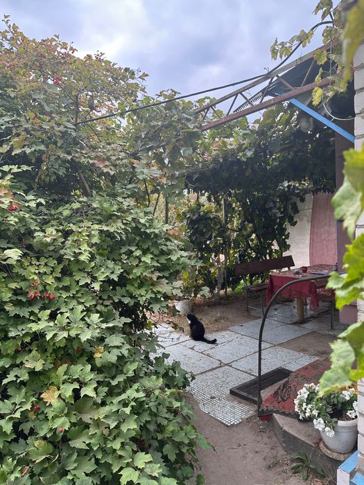 Продаж будинку з великою територією поряд з лісом с. Чорнявка