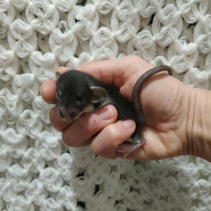 крысята декоративные домашние в Харькове возле метро купить  крыса