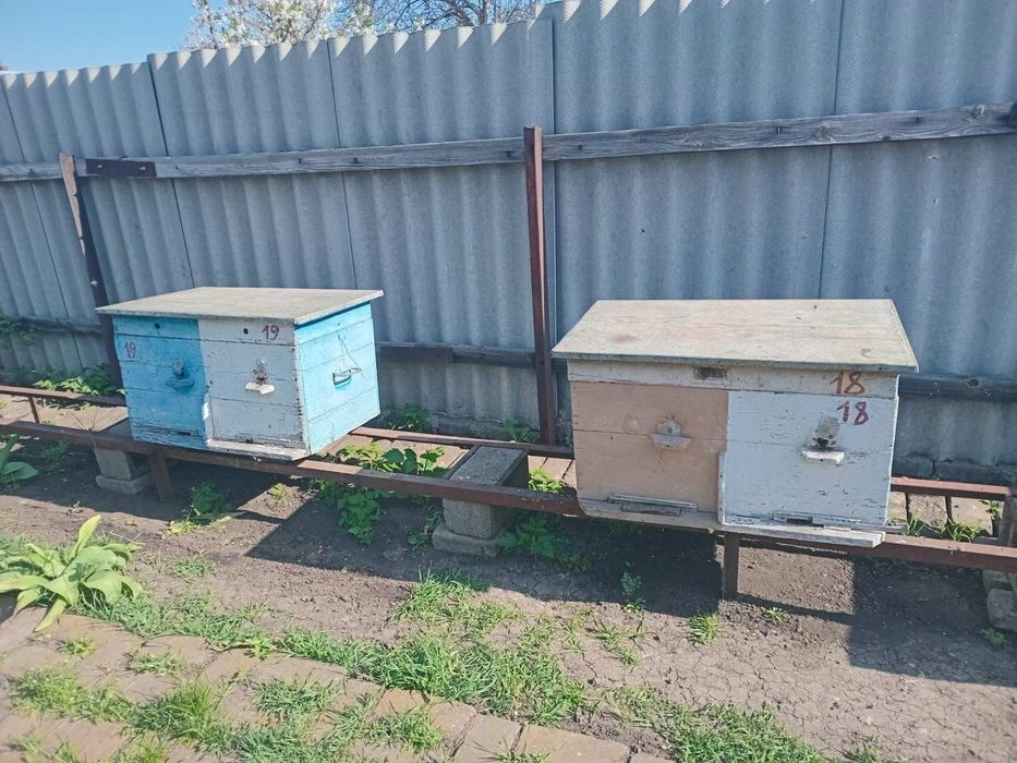 Продажа пчелосемей