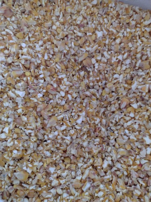 Kukurydza grubo mielona łupana śruta kukurydziana 25kg