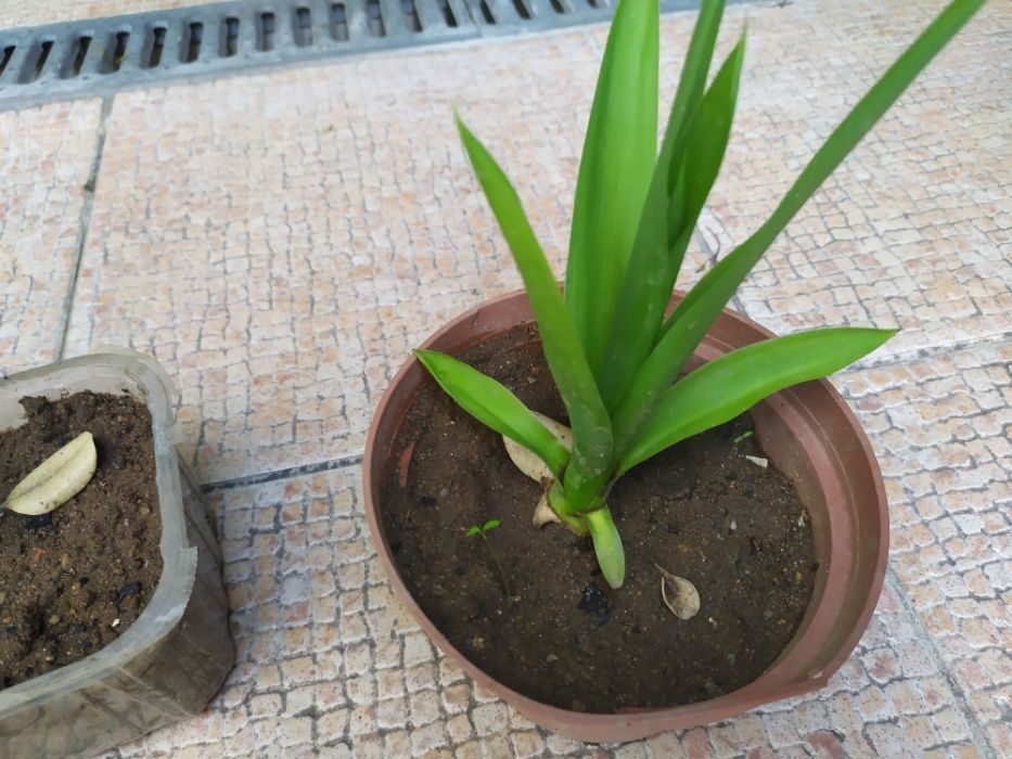 Yucas enraizados