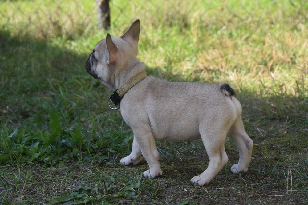 Buldog Francuski FCI