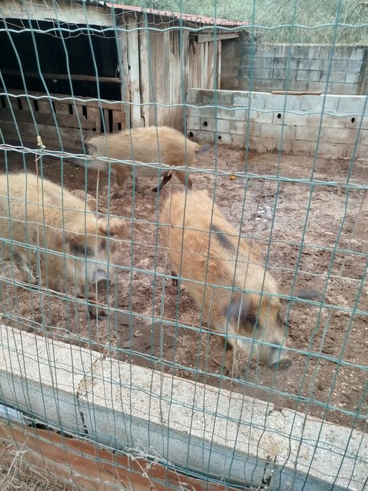 Porco ovelha para venda