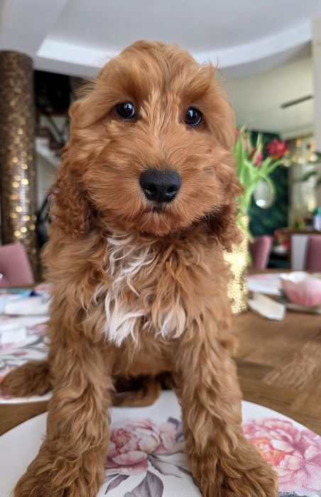 Cockapoo chłopiec Denis   Cocker spaniel i pudel