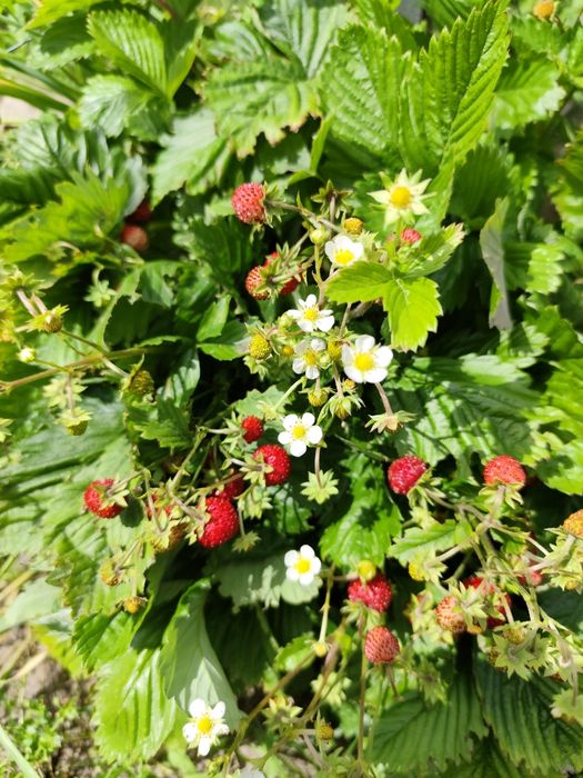 Sadzonki poziomek, truskawek