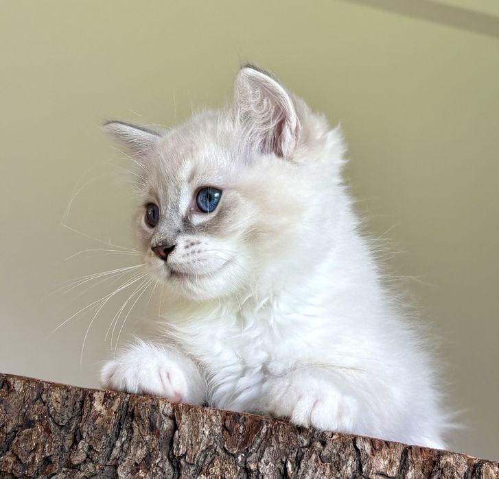 Ragdoll FPL kocurek blue mitted tabby