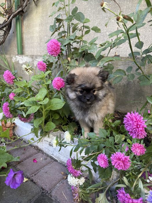 цуцення померанський Шпіц