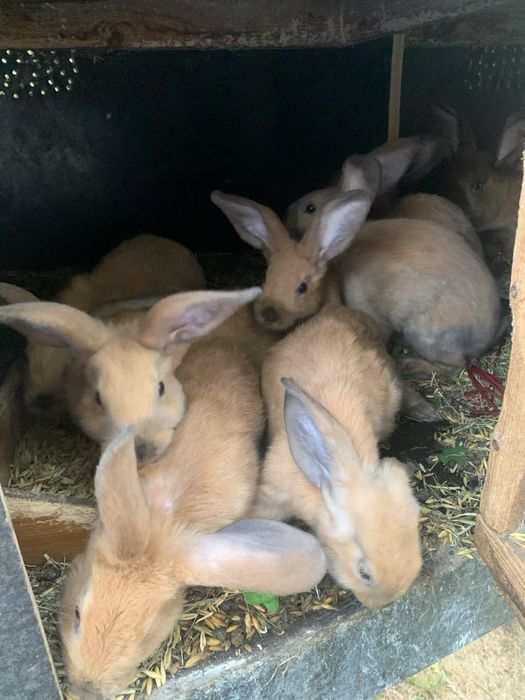 mlode kroliczki rasy nowozalandzkiej