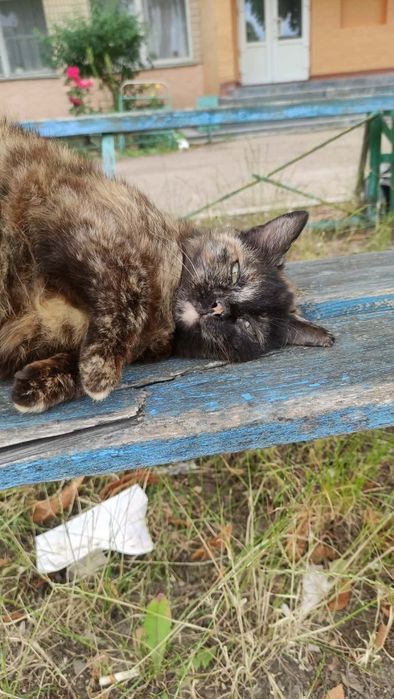 Дуже ніжна муркотушка Чері