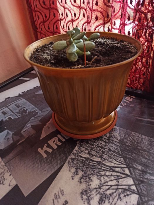 Продається вазон з горщиком