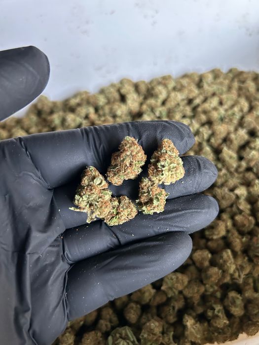 Susz CBD INDOOR Polska najwyższa jakość od producenta