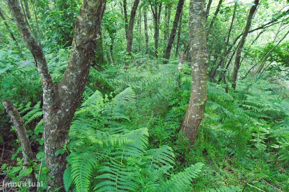 Terreno  para venda