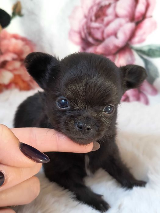 Chihuahua maleńki piesek