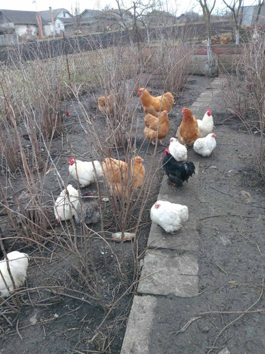 Карликові кохінхіни