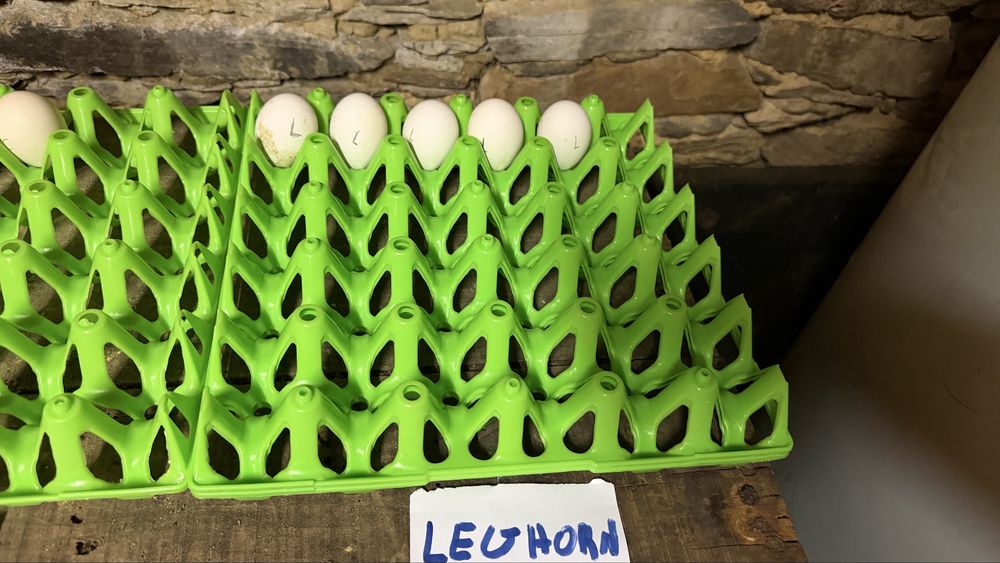 OVOS FÉRTEIS GALADOS – Malines, Jersey Gigante, La Bresse, Cornish, Pedres