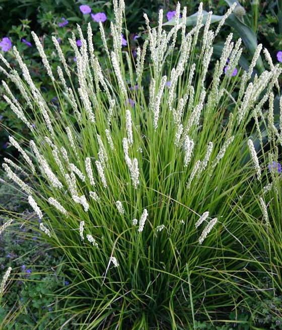 Sesleria jesienna 5 szt.