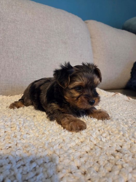 Yorkshire Terrier Merle