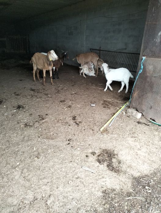 Vendo cabras Anglo-Nubianas