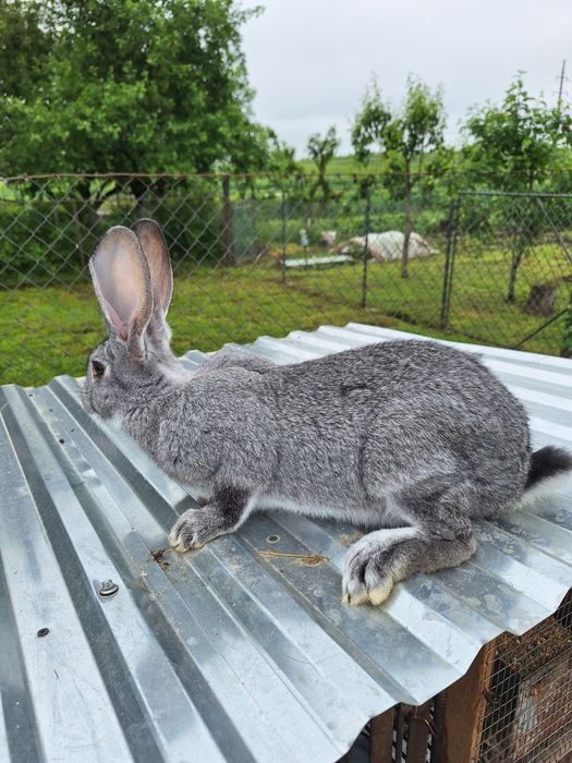 Продам молоді кролички,а також м'ясо молодих кролів!!!