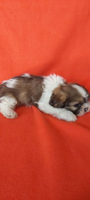 Shih-tzu magnifico