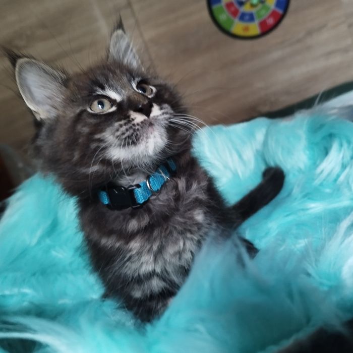 Dziewczyna Maine Coon