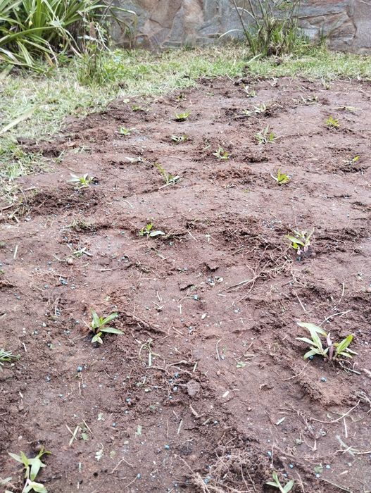 Jardinagem, Remodelações e Terraplanagem