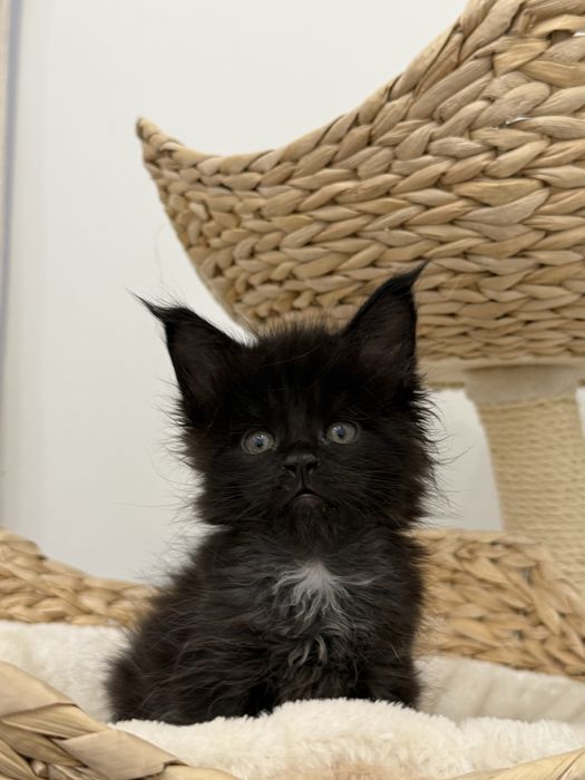 Kociak Cassie rasy Maine Coon