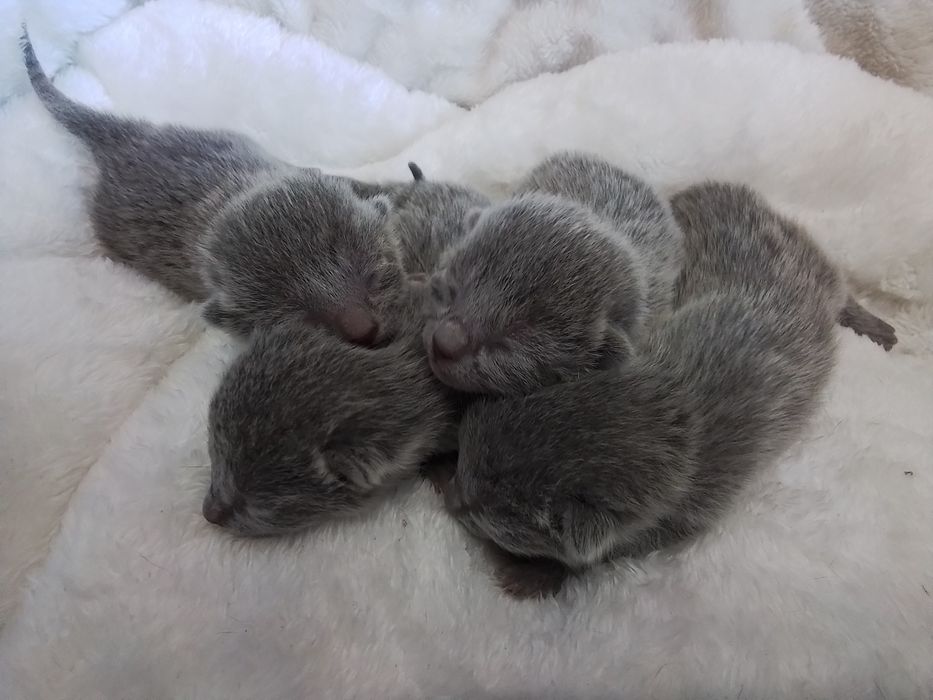 Kocurek rosyjski niebieski do odbioru w marcu. RODOWÓD FPL/FIFe