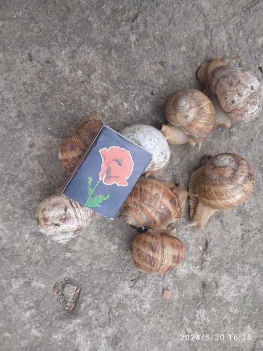 Равлики Збір Дохід