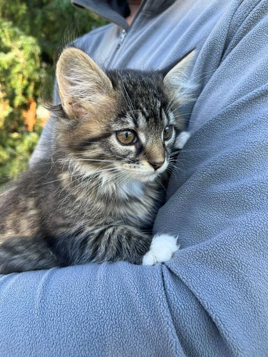 Маленькі муркотики шукають дім