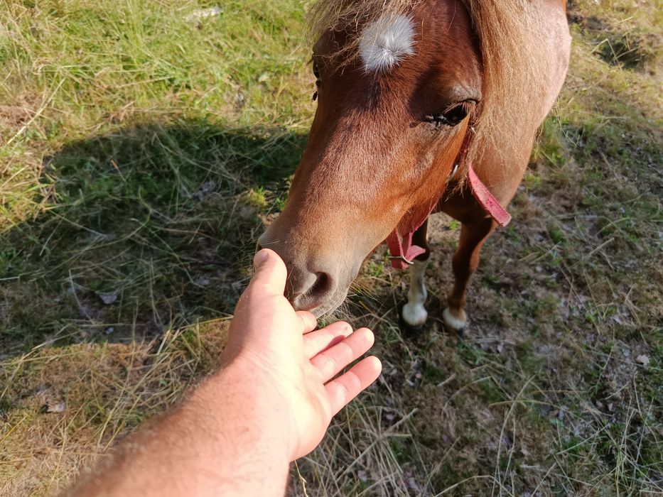 Kucyk  kucyki ogierek spokojny