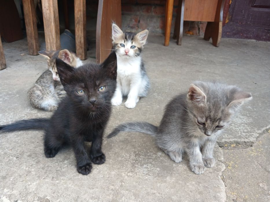 Віддаємо даром милих кошенят