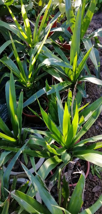 Yuca - planta em vaso