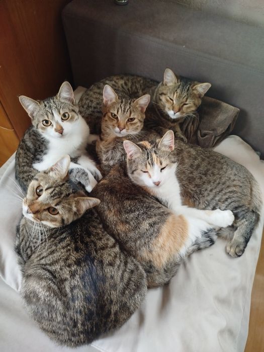 Кошечки-сестрички в хорошие руки