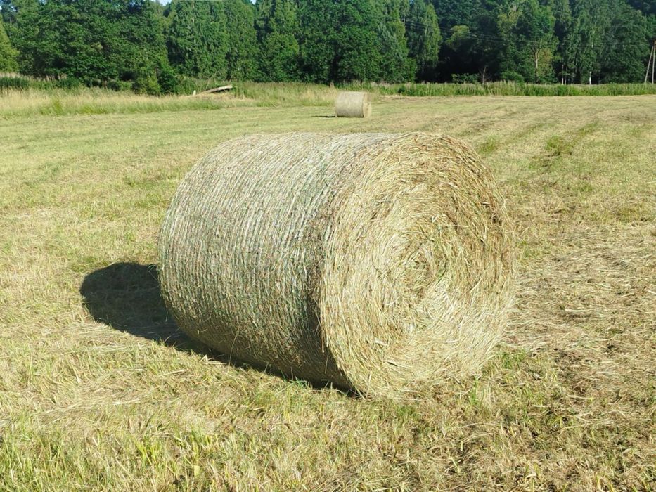 Siano bele pierwszy pokos