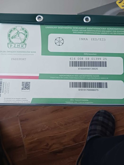 Klaczka rasy Śląska