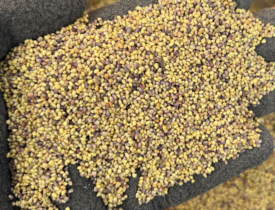 Mieszanka traw lucerna koniczyna gorzowska kupkówka festulolium trawa