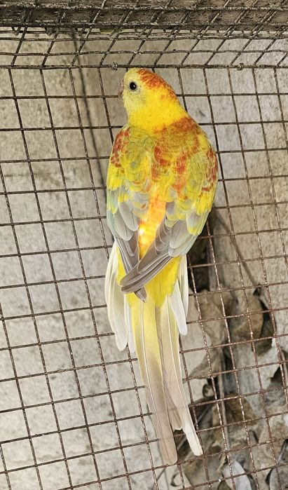 Red rumped macho