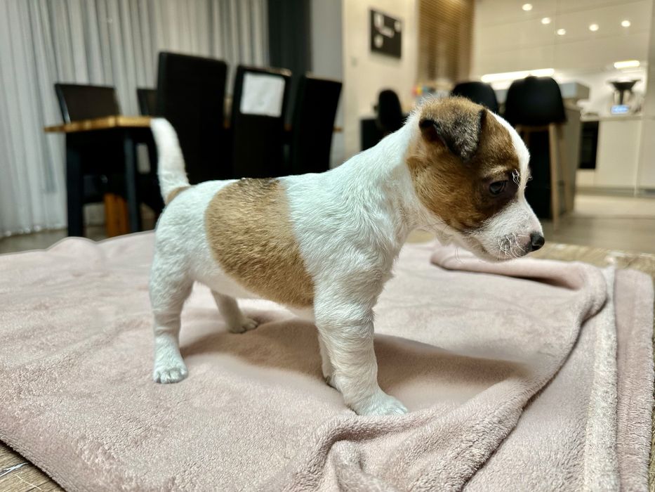 Jack Russell terrier suczka