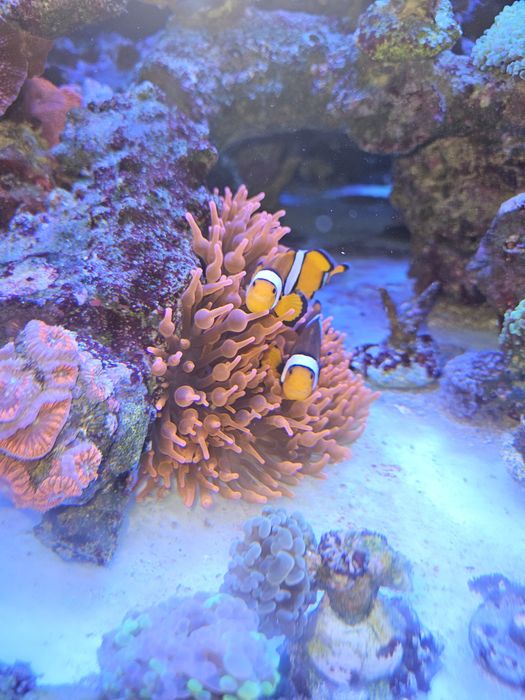 Ukwiał entacmaea quadricolor super red czerwony. Akwarium morskie