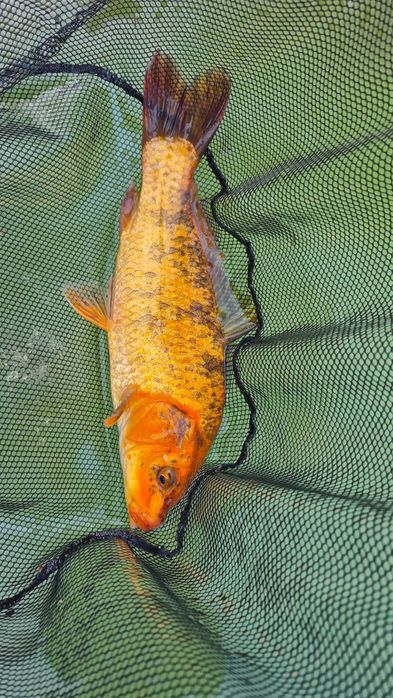 KARP KOI 30cm ozdobny
