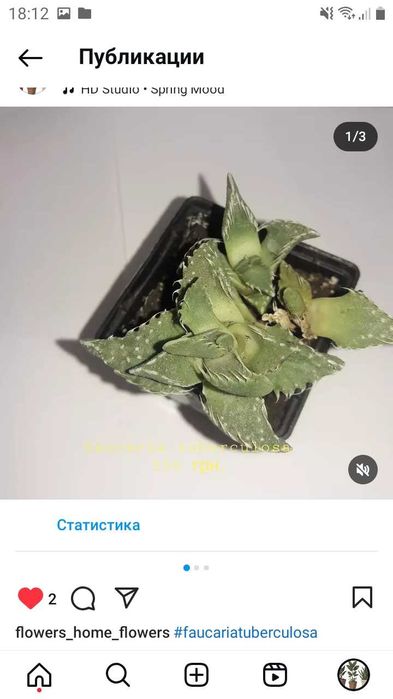Faucaria tuberculosa (фаукария туберкулёза или фаукария бугорчатая