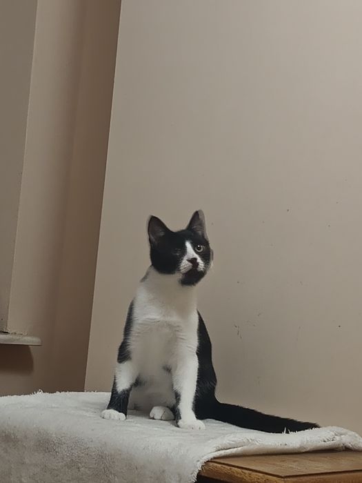 Oreo kocurek uratowany z bezdomności zdrowy pół roczny zaszczepiony i wykastrowany oraz zaczipowany