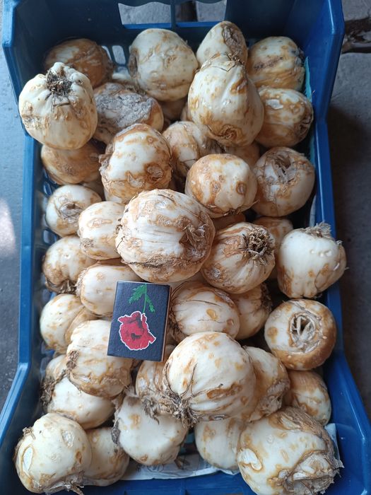 Луковица царской короны рябчик