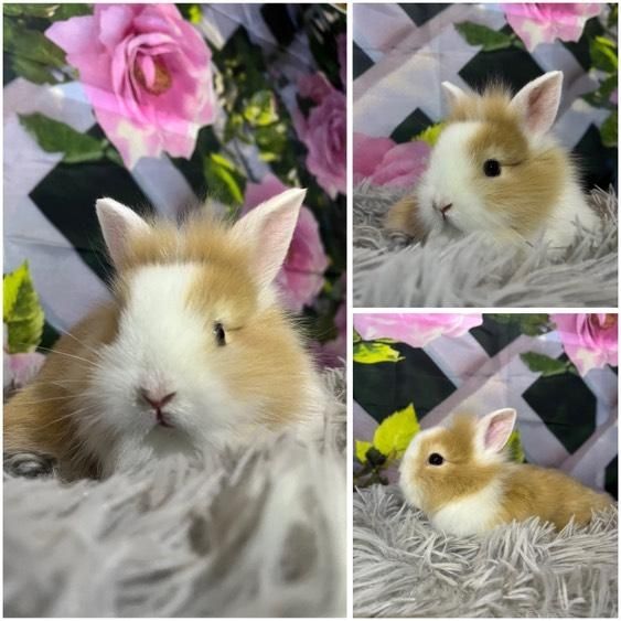 Karzełki Teddy Mini